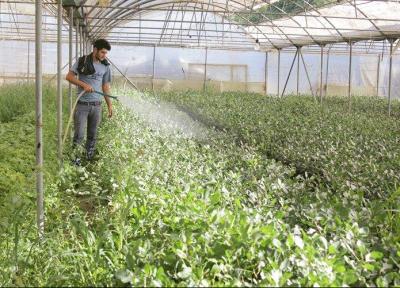 توسعه گلخانه ها؛ اولویت جهاد کشاورزی همدان