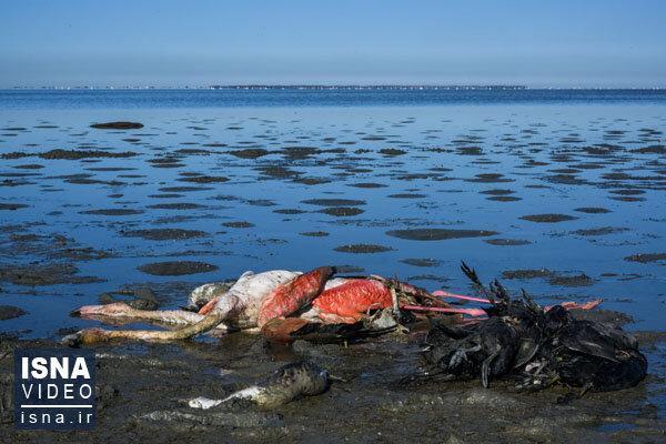 مورد جدیدی از مرگ پرندگان در گلستان نداشته ایم