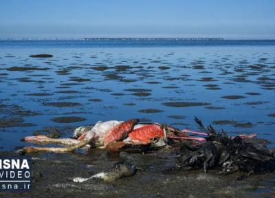 مورد جدیدی از مرگ پرندگان در گلستان نداشته ایم
