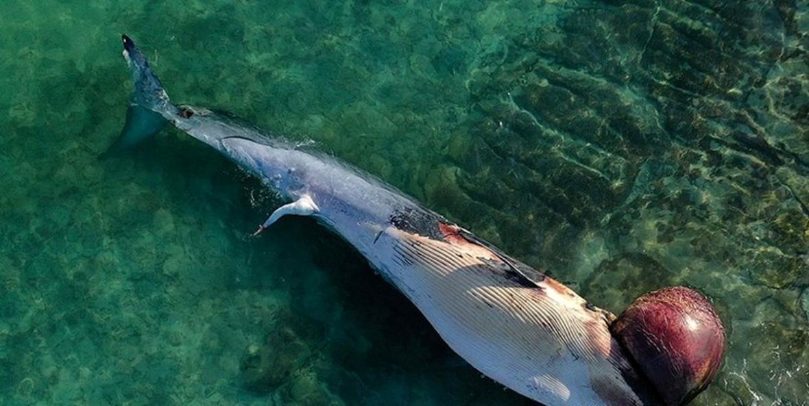 پیگیری مرگ نهنگ ها در دستور کار منطقه آزاد کیش
