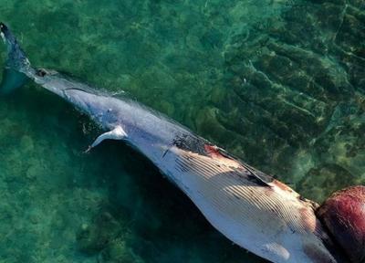 پیگیری مرگ نهنگ ها در دستور کار منطقه آزاد کیش