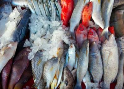 راه تشخیص ماهی پرورشی خوب از بد