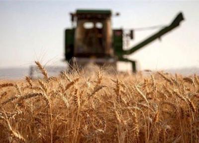 شورای قیمت گذاری نرخ جدید گندم را ابلاغ کرد
