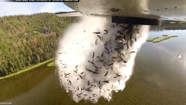 تخلیه هزاران ماهی در دریاچه با هواپیما!
