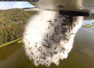 تخلیه هزاران ماهی در دریاچه با هواپیما!