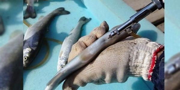 پیشگیری از ابتلای ماهی قزل آلا به یک بیماری خطرناک با واکسن های فراوری داخل