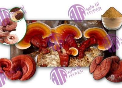 قارچ گانودرما چیست و چه محصولاتی از آن به دست می آید؟
